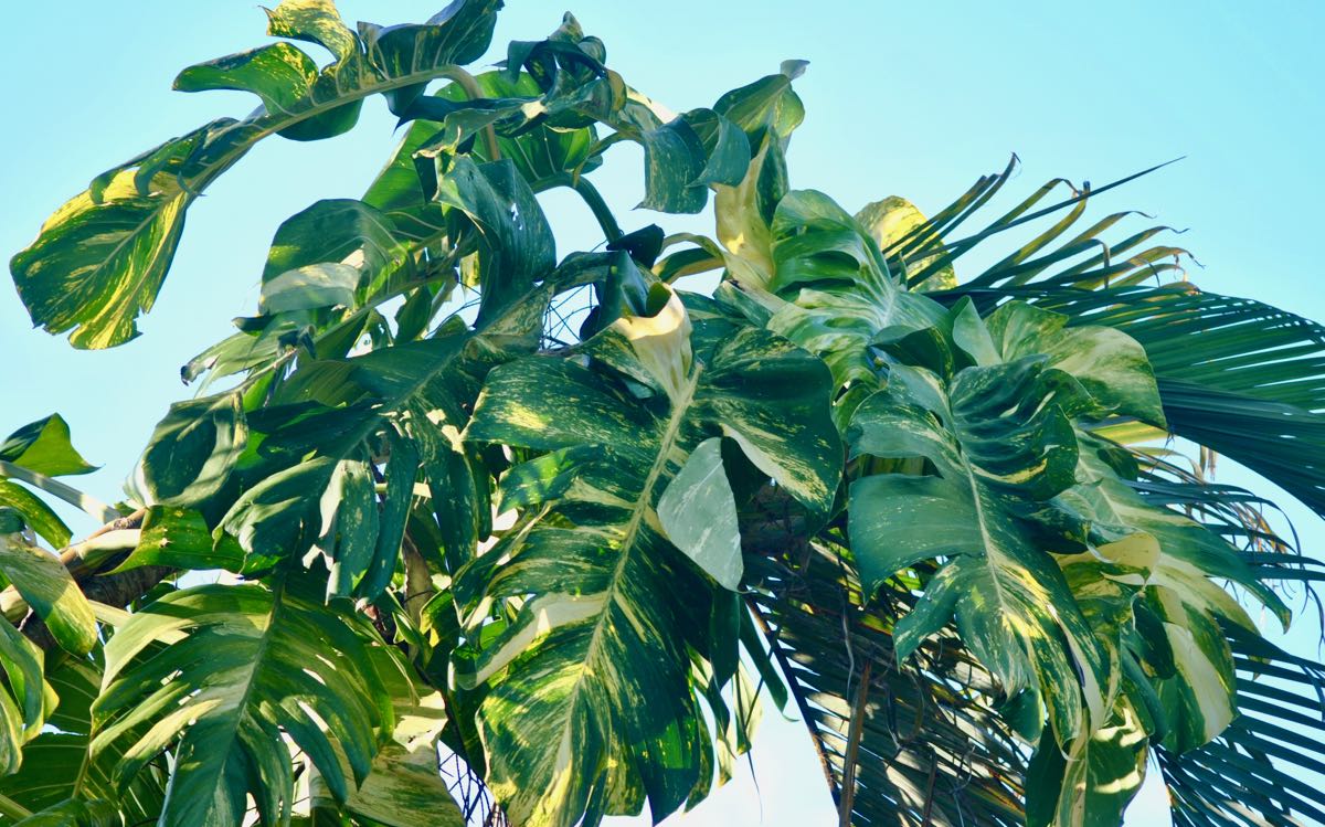 Golden Pothos
